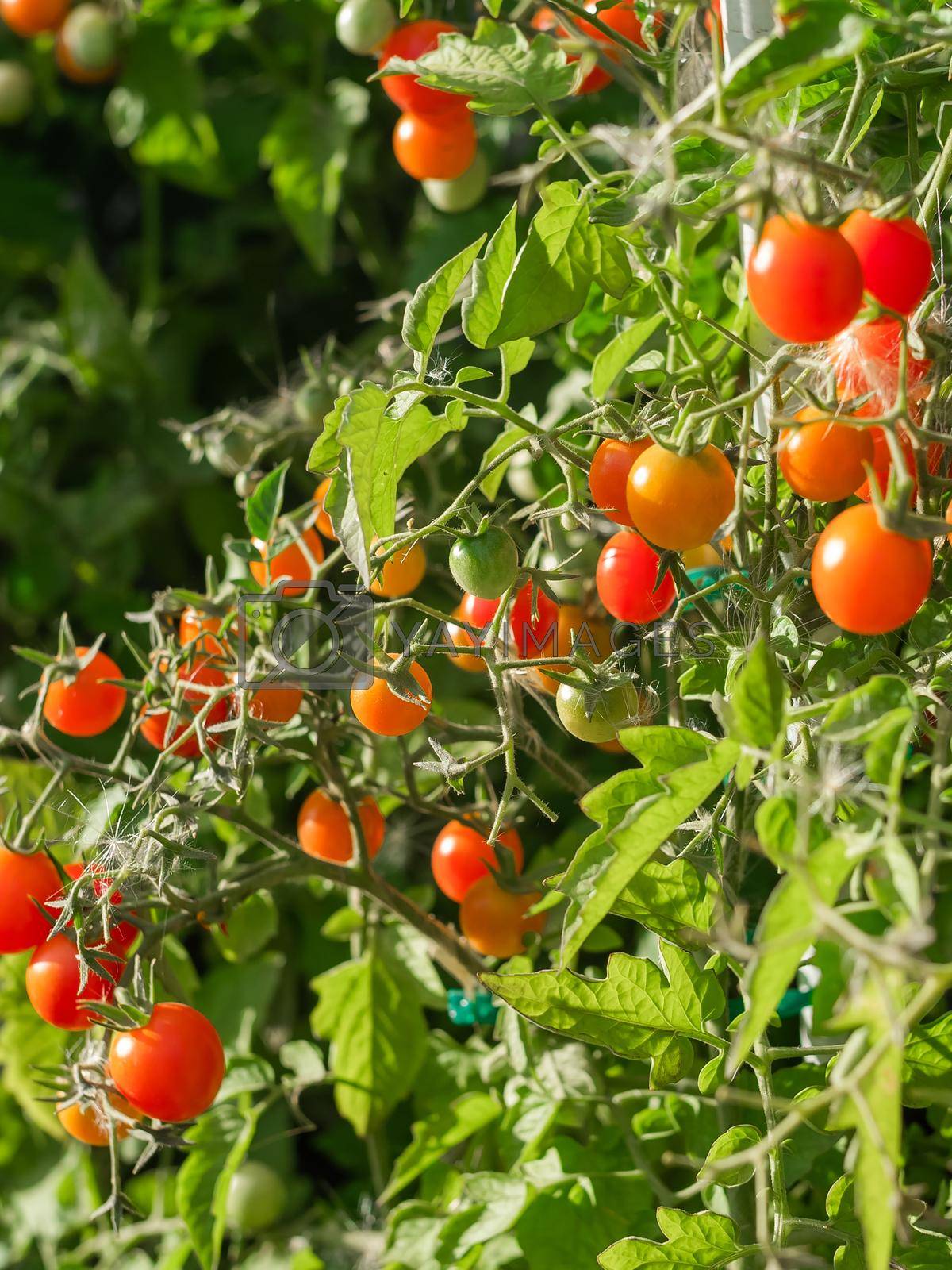Royalty free image of Ripe tomato plant growing. Fresh bunch of red natural tomatoes on a branch in organic vegetable garden. by Satura86
