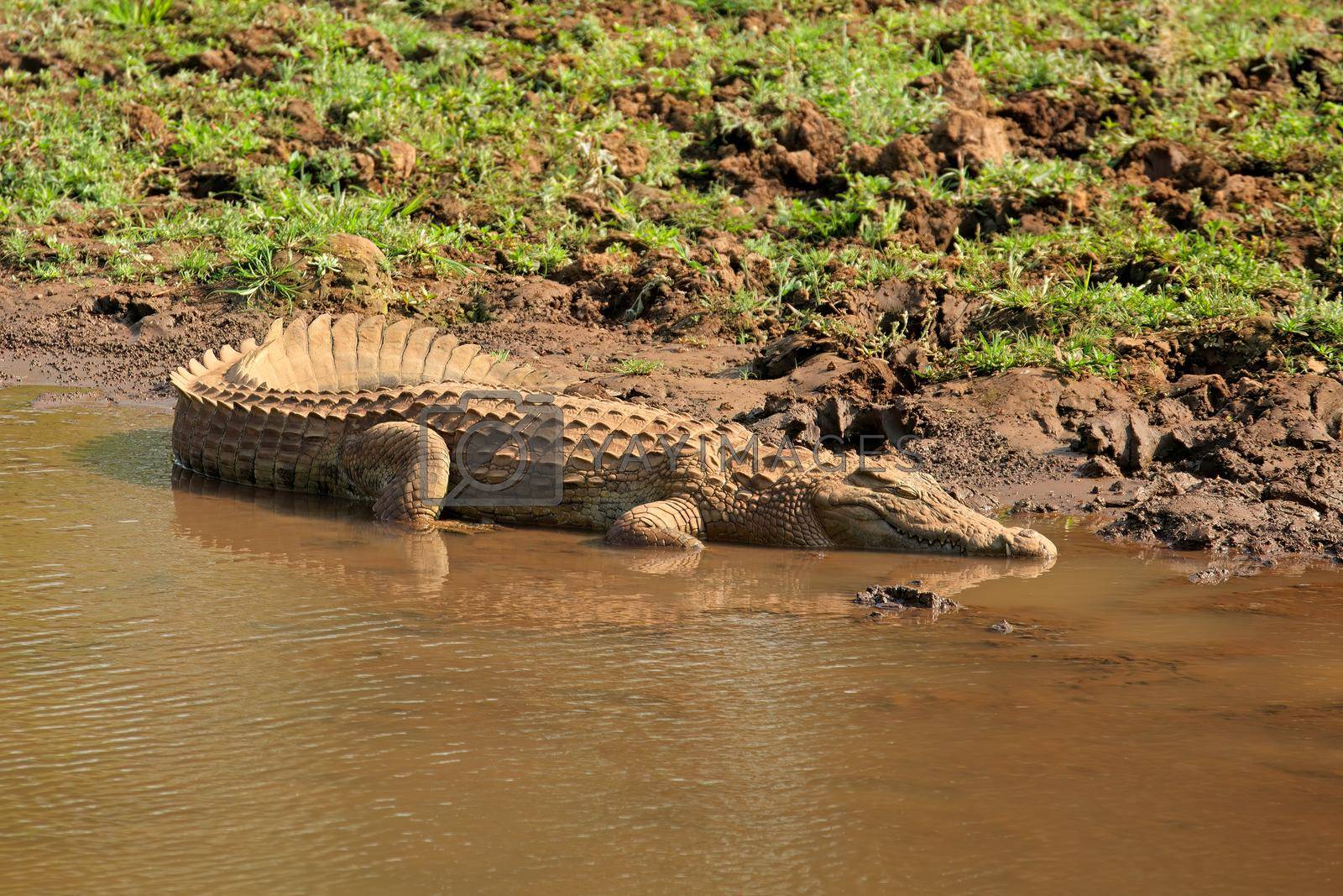 Royalty free image of Nile crocodile basking in shallow water by EcoPic