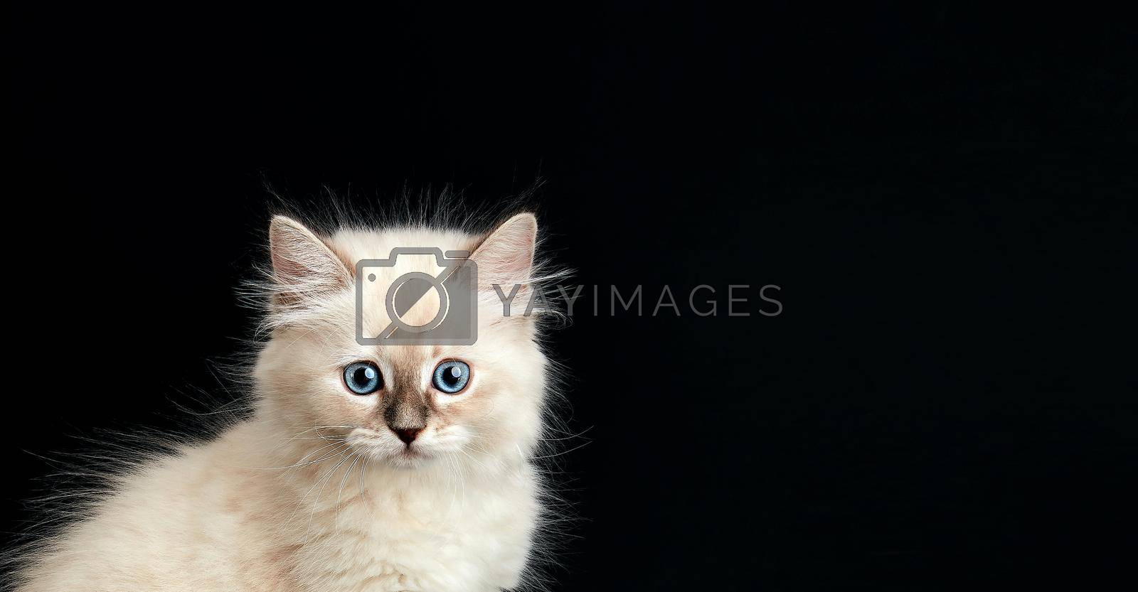 Royalty free image of Funny Kitten with bright blue eyes on a black background. Small fluffy kitten of the Neva masquerade cat by EvgeniyQW