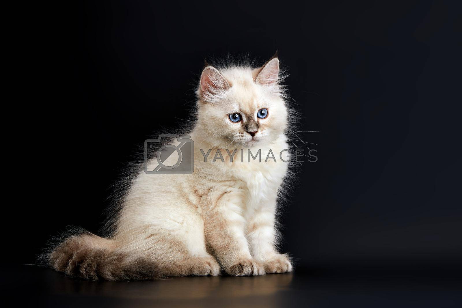 Royalty free image of Funny Kitten with bright blue eyes on a black background. Small fluffy kitten by EvgeniyQW
