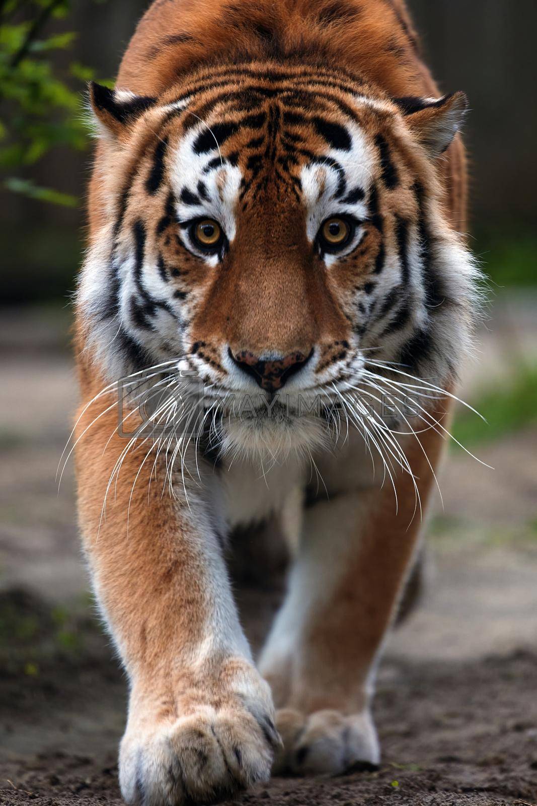 Royalty free image of Portrait of a beautiful tiger. Big cat close-up. Tiger looks at you, portrait of a tiger. Portrait of a big cat by EvgeniyQW