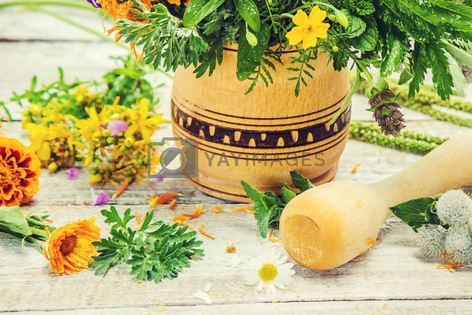Royalty free image of Herbs in a mortar. Medicinal plants. Selective focus. by yanadjana