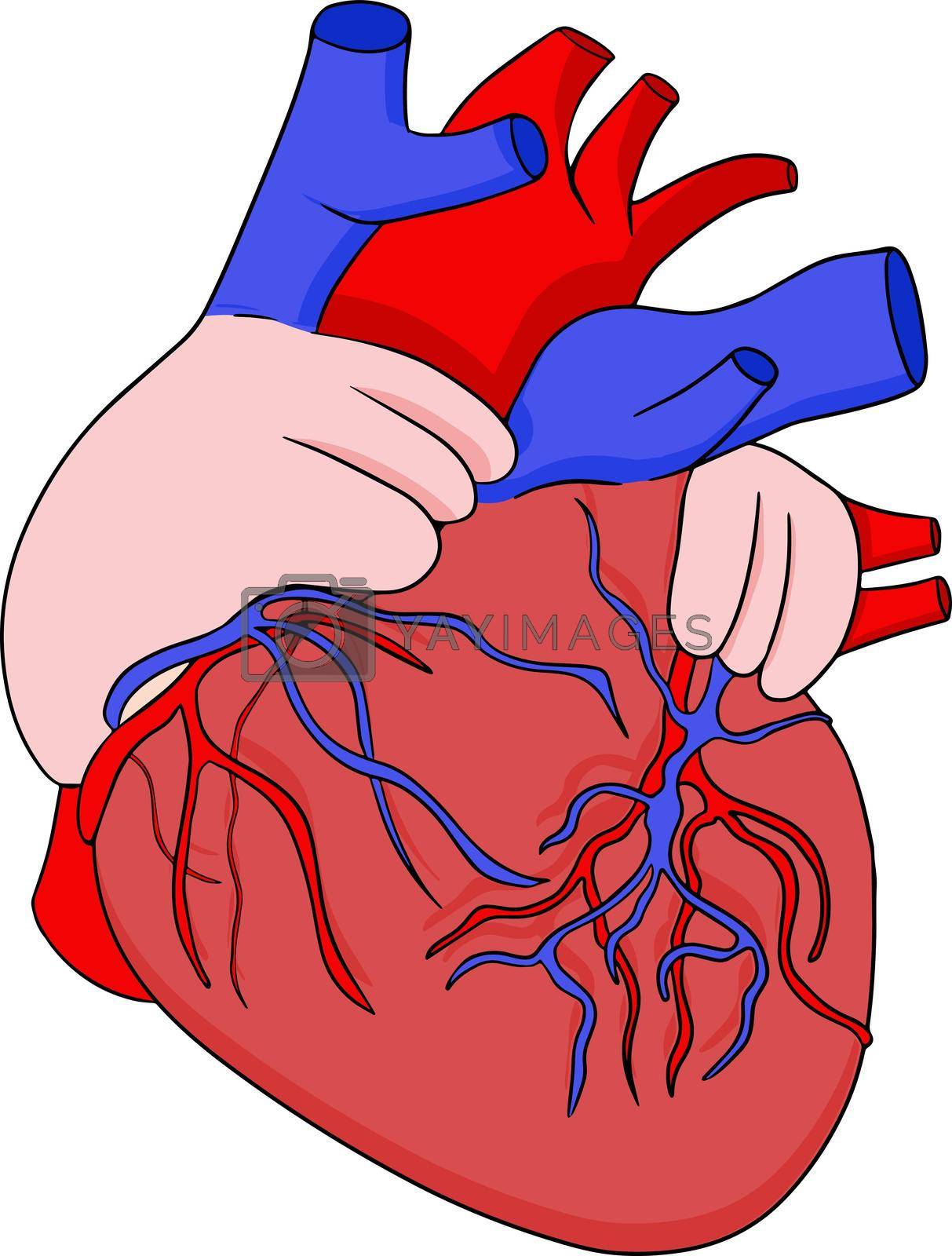 Royalty free image of Anatomical human heart vector colored, cartoon icon. Hand drawn internal by Olena_Mykhailenko