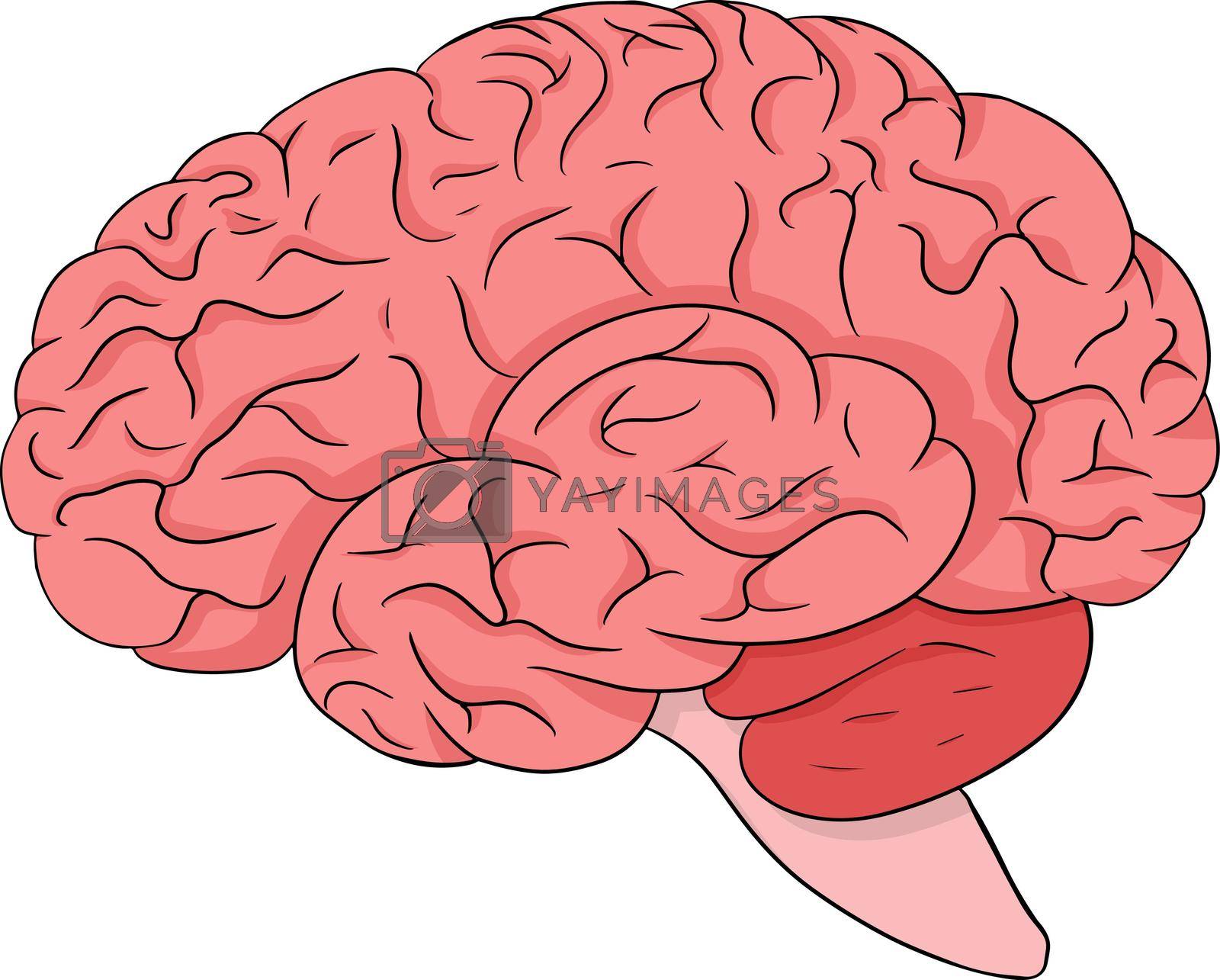 Royalty free image of Anatomical brain stomach vector colored, cartoon icon. Hand drawn internal by Olena_Mykhailenko