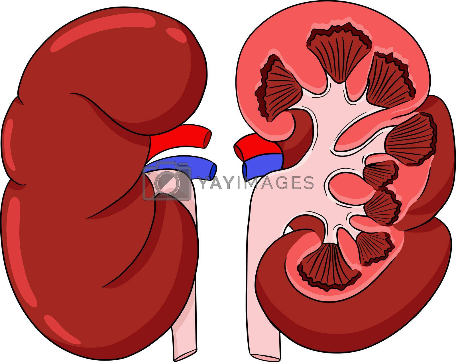 Royalty free image of Anatomical human kidneys vector colored, cartoon icon. Hand drawn internal by Olena_Mykhailenko