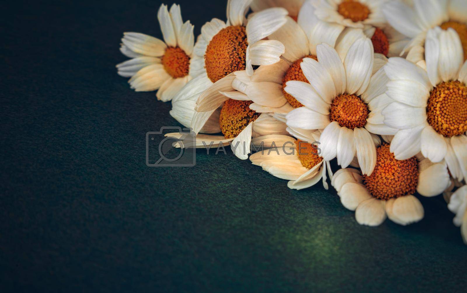 Royalty free image of Daisy Flower Bouquet by Anna_Omelchenko