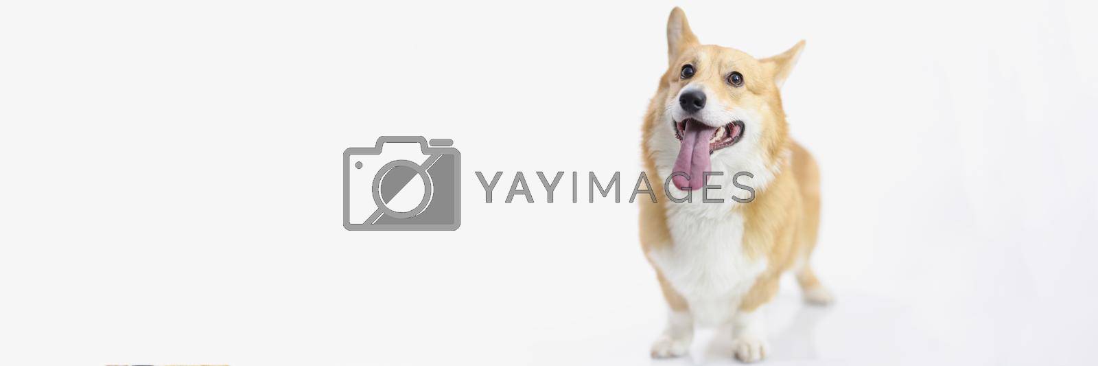 Royalty free image of Cute puppy posing for picture on photoshot, little friend by kuprevich