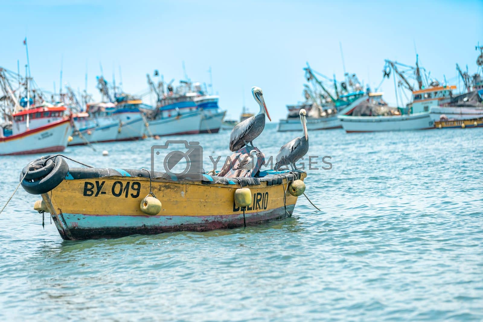 Royalty free image of pepelicans on a fishing boat on the seashore by Edophoto