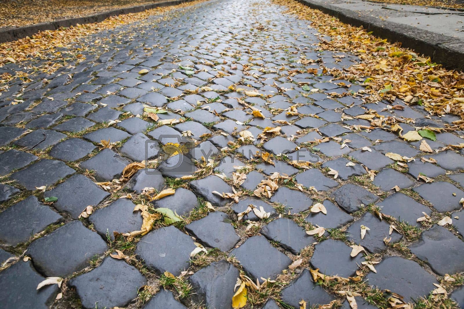 Royalty free image of polished stone paving stones with yellow fallen leaves by Viktor_Osypenko