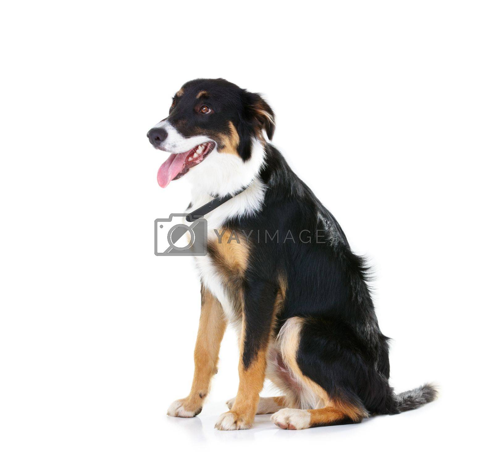 Royalty free image of Border collie, pet and dog sitting on studio background, backdrop and mockup space. Dogs, loyalty and pets on white background waiting for attention, playing or training of cute friendly puppy animal by YuriArcurs
