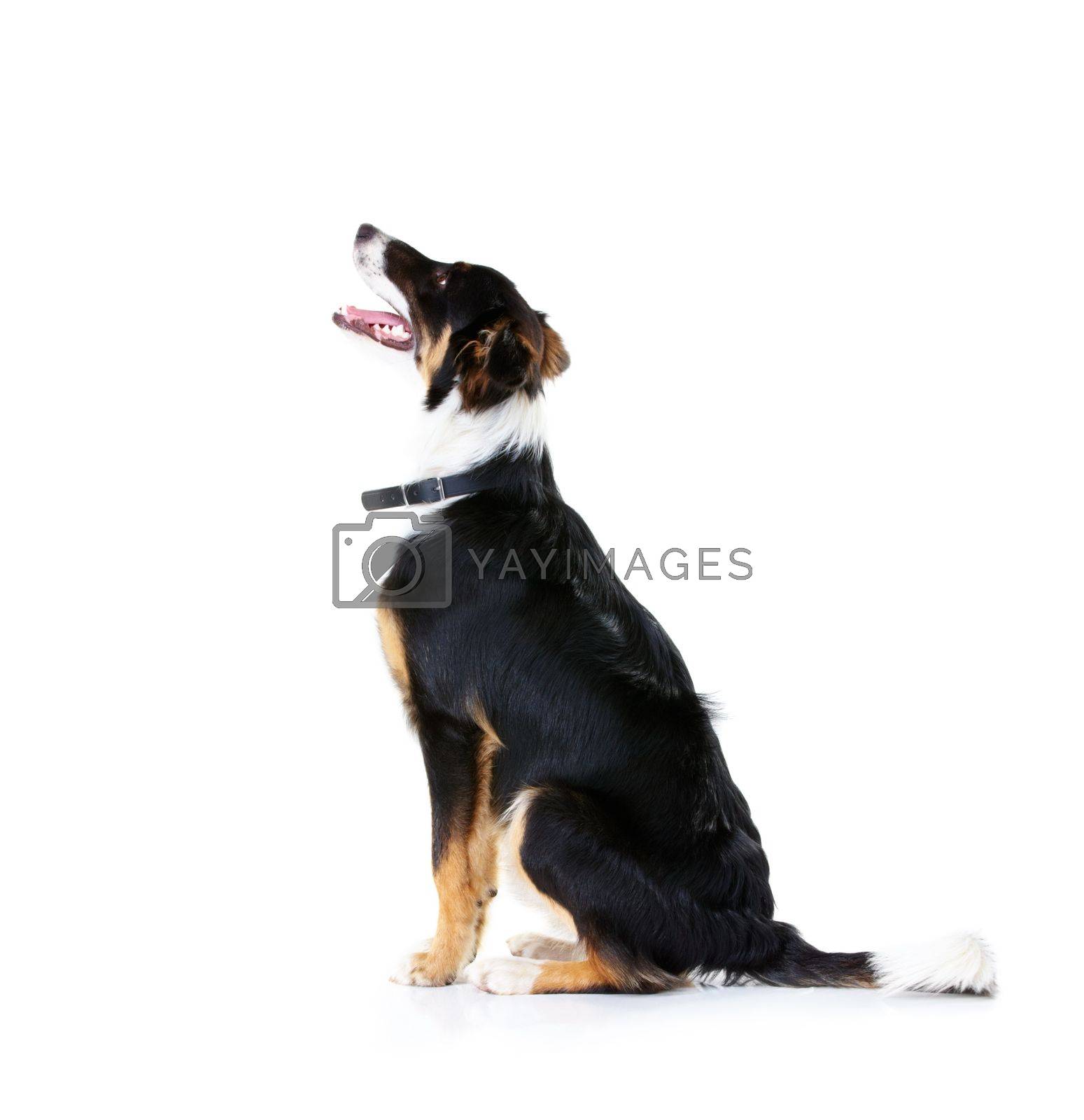 Royalty free image of Border collie, pet and dog in studio, white background and mockup space. Dogs, loyalty and pets on studio background waiting for attention, playing and puppy training, curious animals and black fur by YuriArcurs