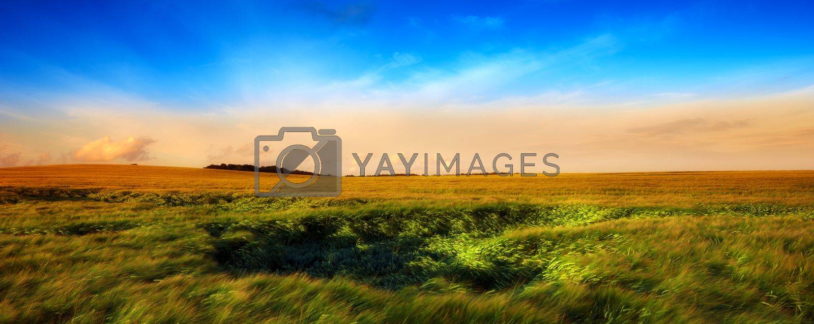 Royalty free image of A photo of sunset in the countryside at summertime by YuriArcurs