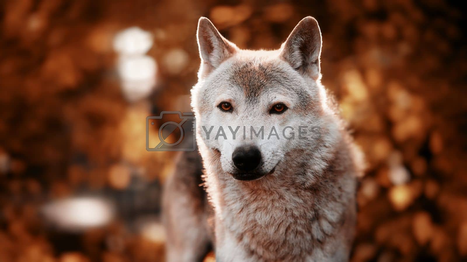 Royalty free image of Portrait of a grey wolf Canis Lupus in an autumn forest, a close-up photo of a predator. Wild big dog in the forest, scene in the woods by EvgeniyQW