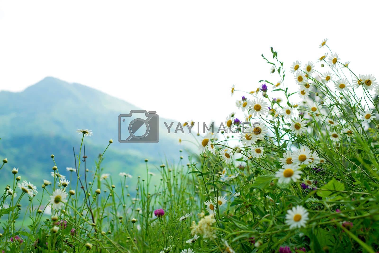 Royalty free image of the beauty of nature in the mountains. chamomiles on the background of mountains by aprilphoto