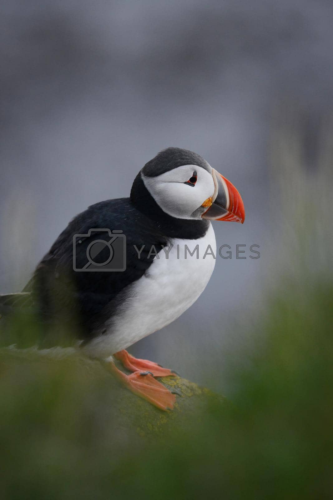 Royalty free image of Puffin from Iceland by porbital