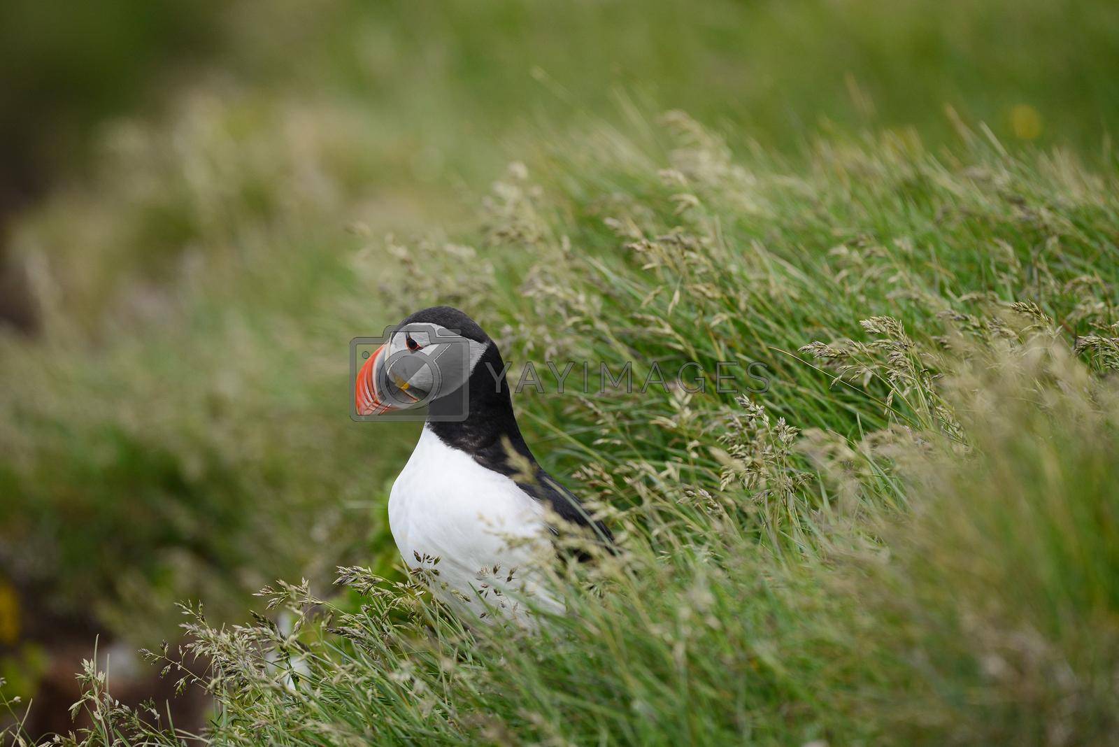 Royalty free image of Puffin from Iceland by porbital