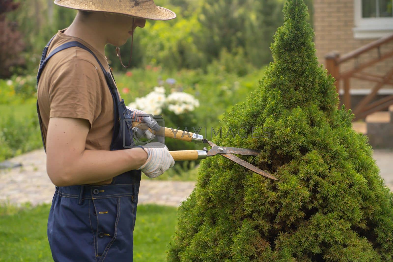 Royalty free image of Professional gardener is cutting a thuja. by africapink