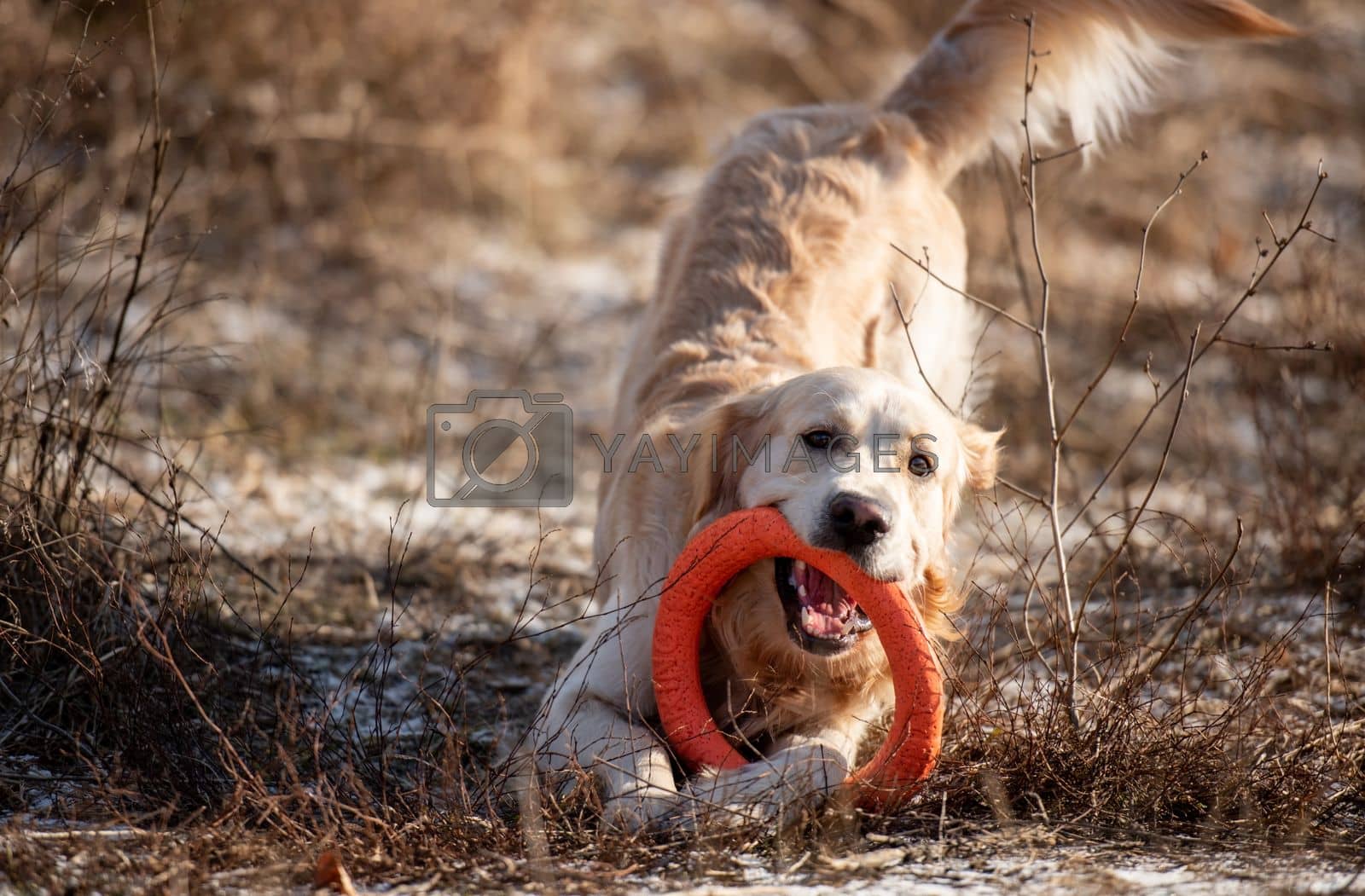 Royalty free image of Golden retriever dog outdoors by GekaSkr