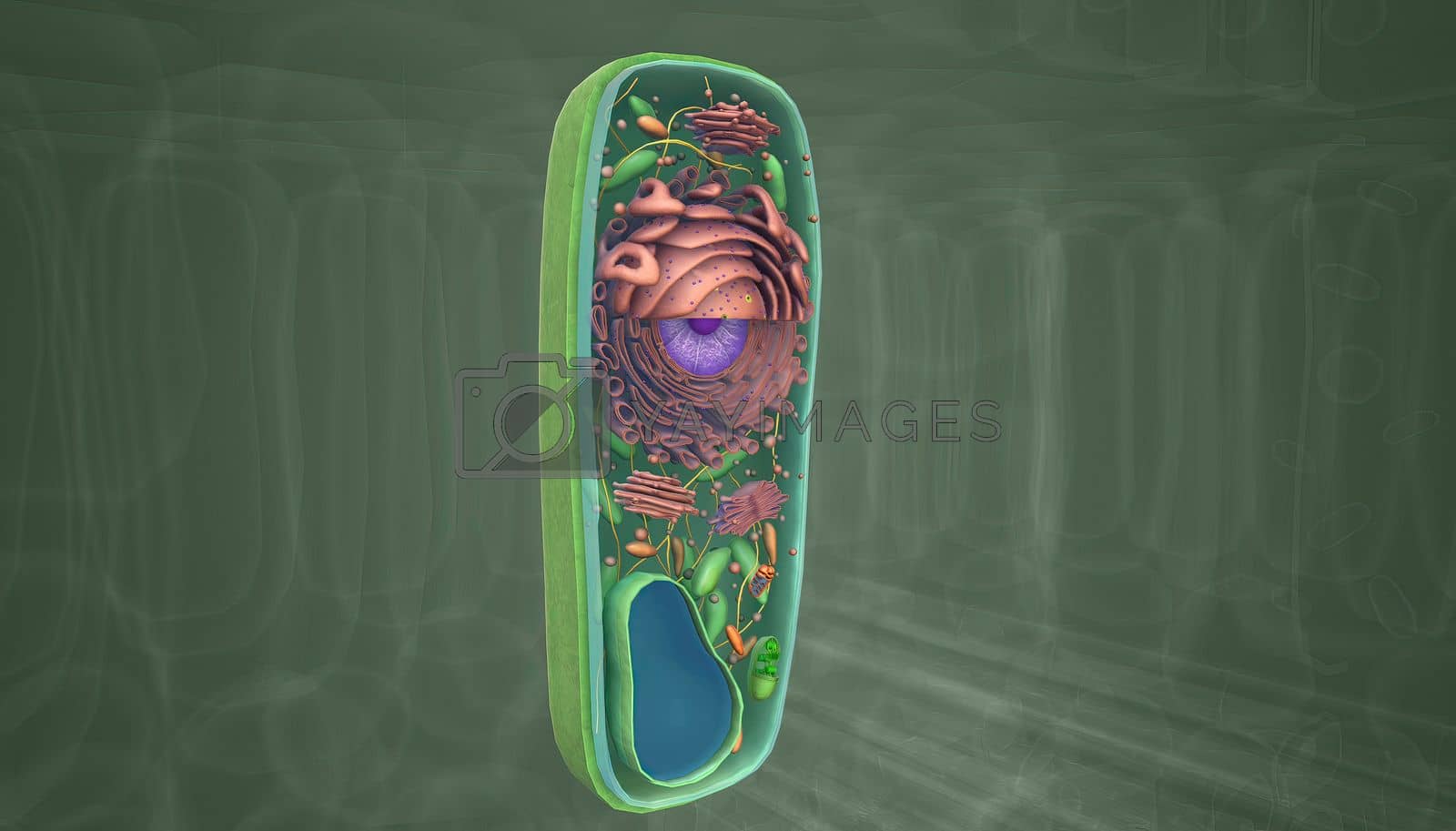 Royalty free image of The cell is the basic unit of life. Plant cells are surrounded by a thick, rigid cell wall. by creativepic