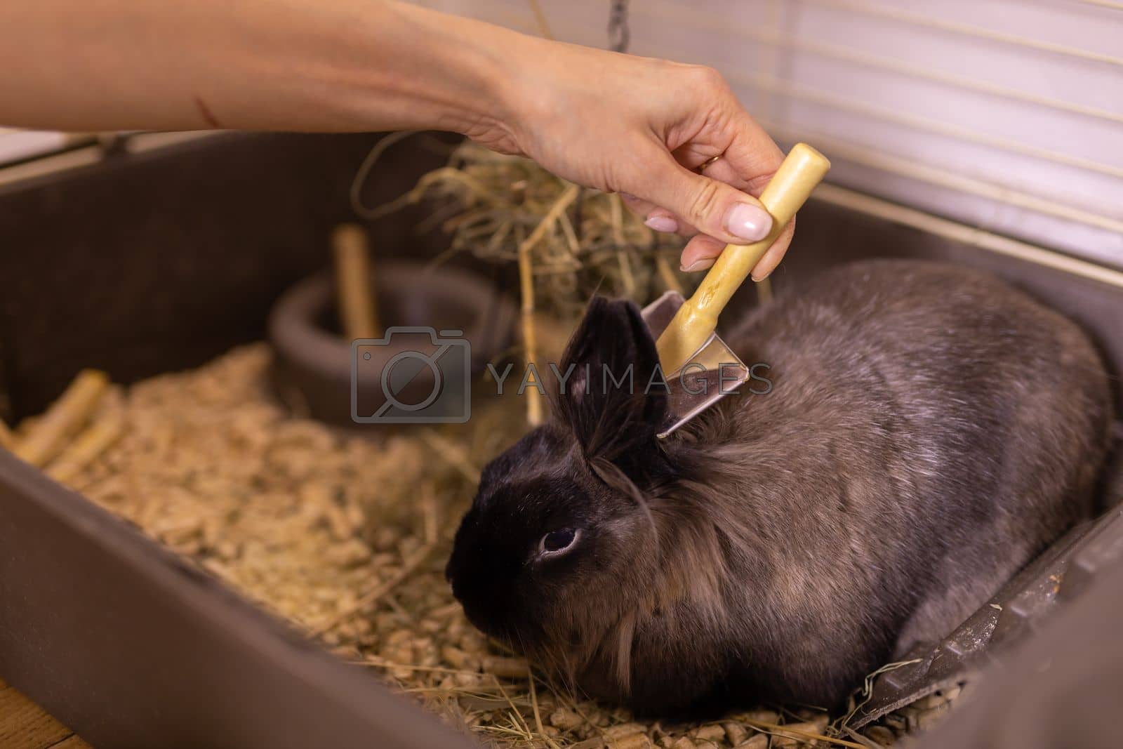 Royalty free image of Grooming undercoat of bunny rabbit. Combing out rabbit fur brush. Hygiene and care for animals concept by Satura86