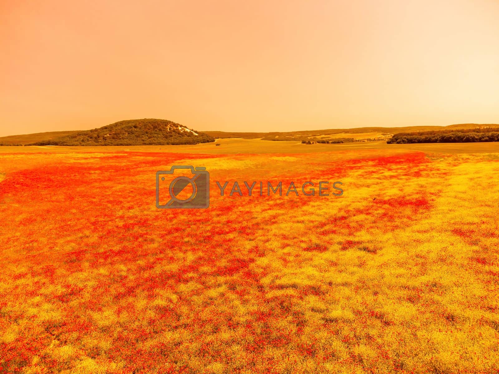 Royalty free image of Field of red poppies. Aerial view. Beautiful field scarlet poppies flowers with selective focus. Red poppies in soft light. Glade of red poppies. Papaver sp. Nobody by panophotograph