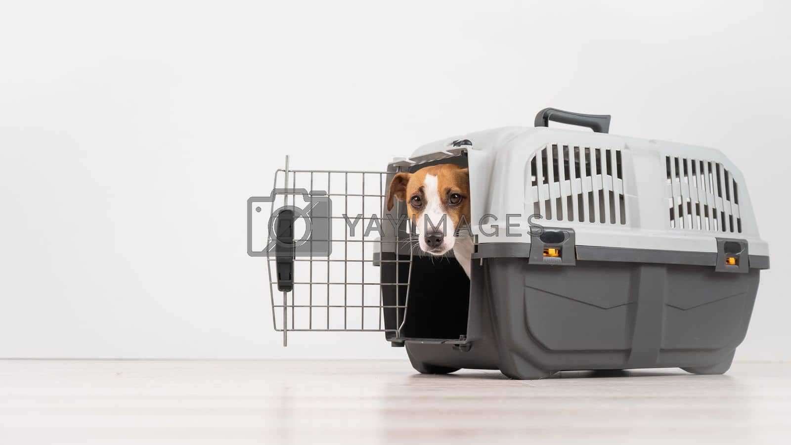 Royalty free image of Jack Russell Terrier dog peeking out of travel cage. by mrwed54