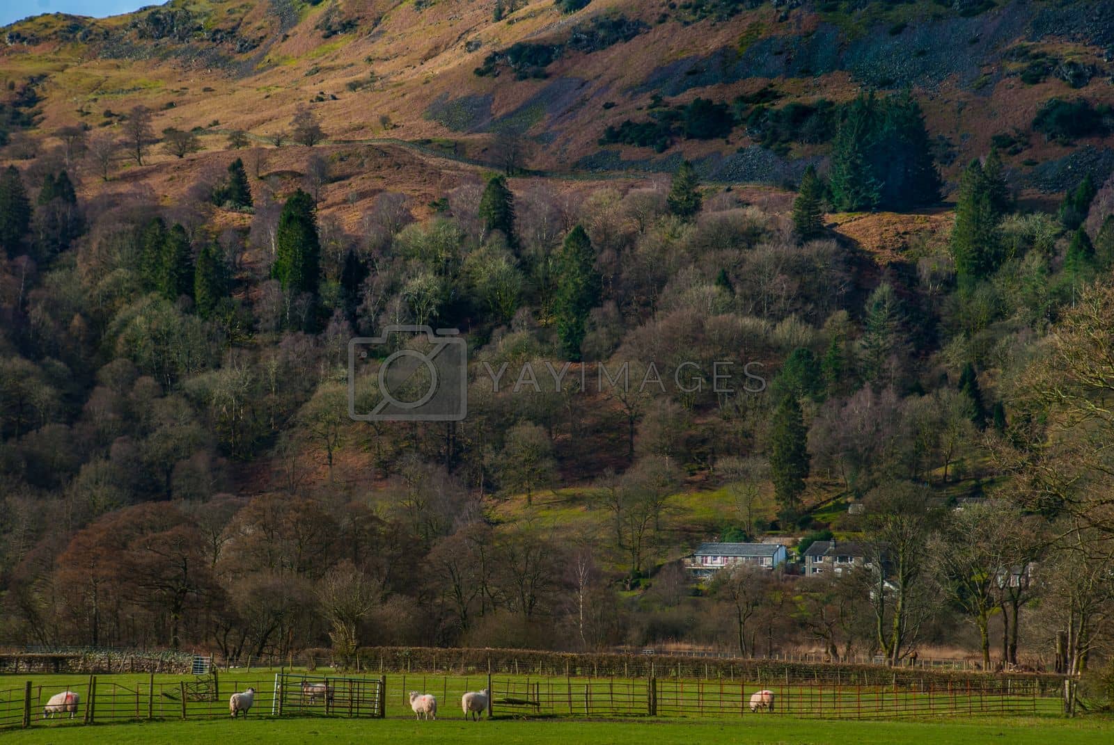 Royalty free image of English countryside with sheep on the hillside by tosirikul