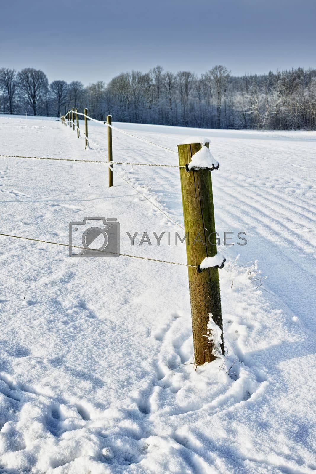 Royalty free image of Frosty fence. A fence on the roadside of a snowcapped landscape. by YuriArcurs
