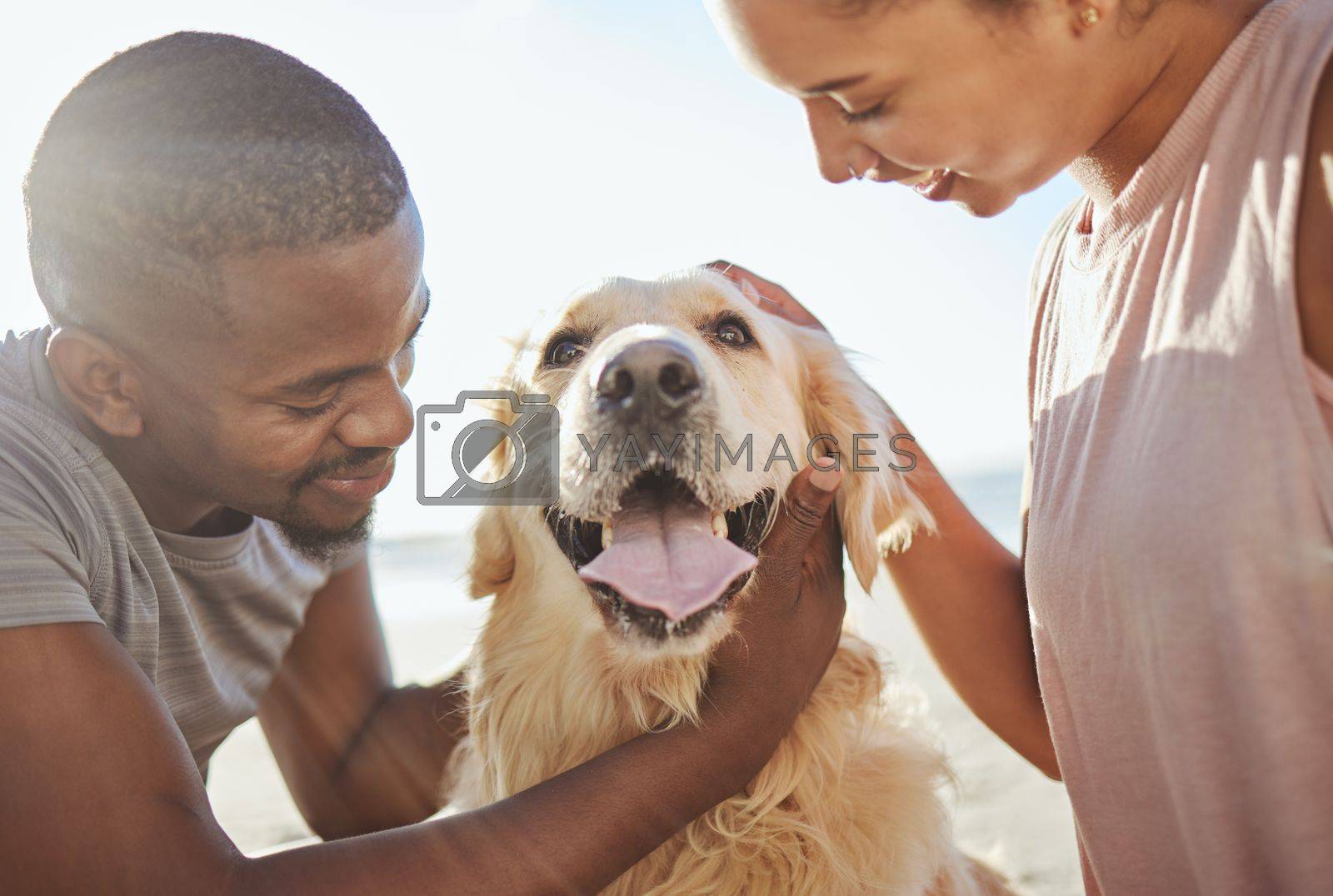 Royalty free image of Couple, dog and love, together at beach for fun trip, happy and pets animal with care. Bonding, spending quality time and black man with woman by the ocean on adventure with golden retriever puppy. by YuriArcurs