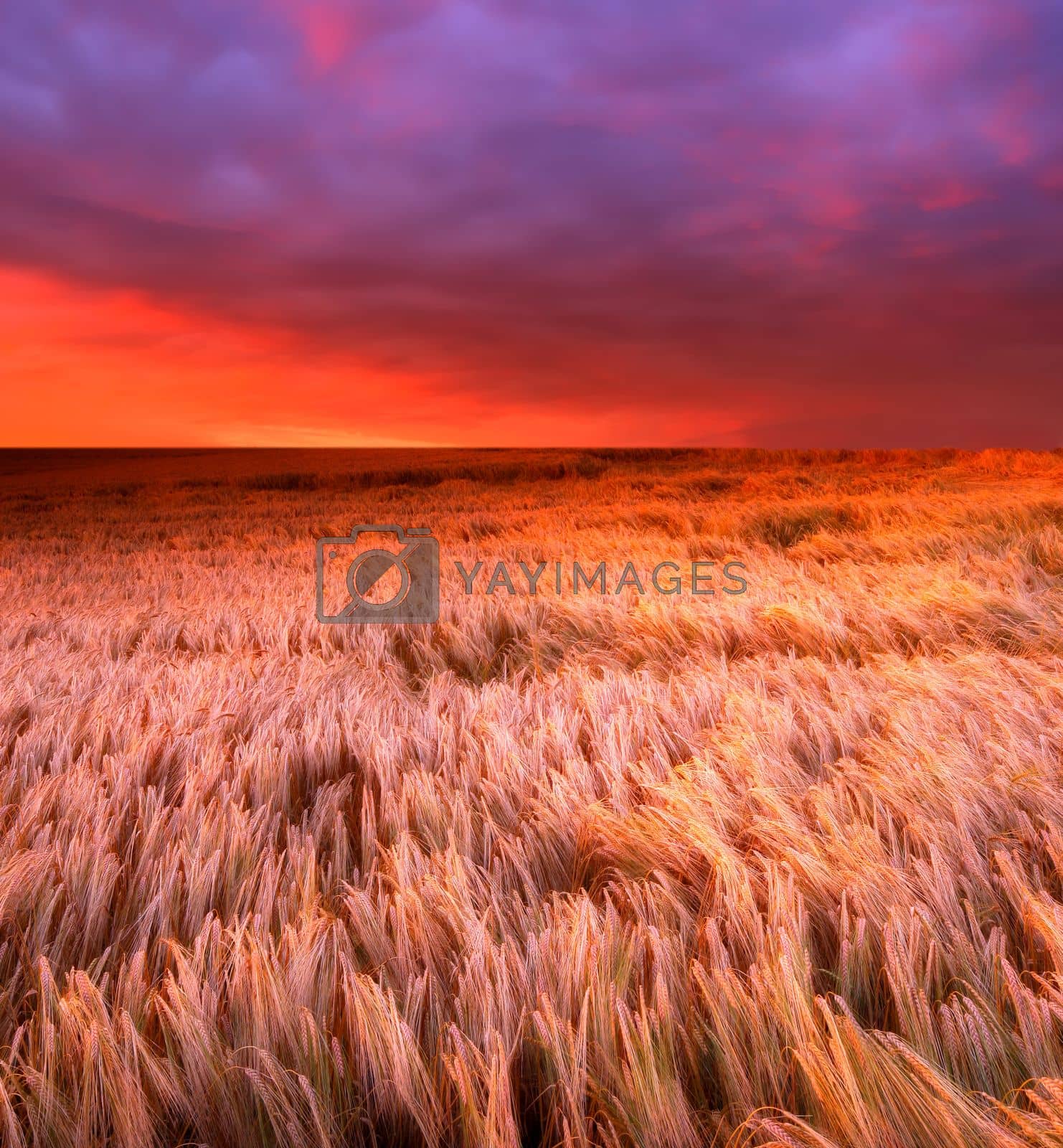 Royalty free image of Sunset in the countryside in summer - lots of copyspace by YuriArcurs
