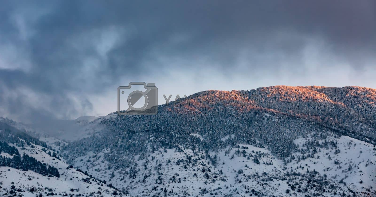 Royalty free image of Beautiful Mountain Covered with Snow and Trees by Anna_Omelchenko