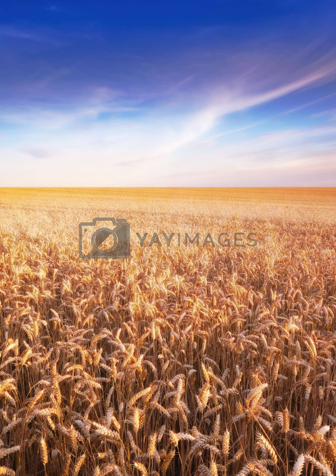 Royalty free image of A landscape photo of Famland - harvest and sunset by YuriArcurs