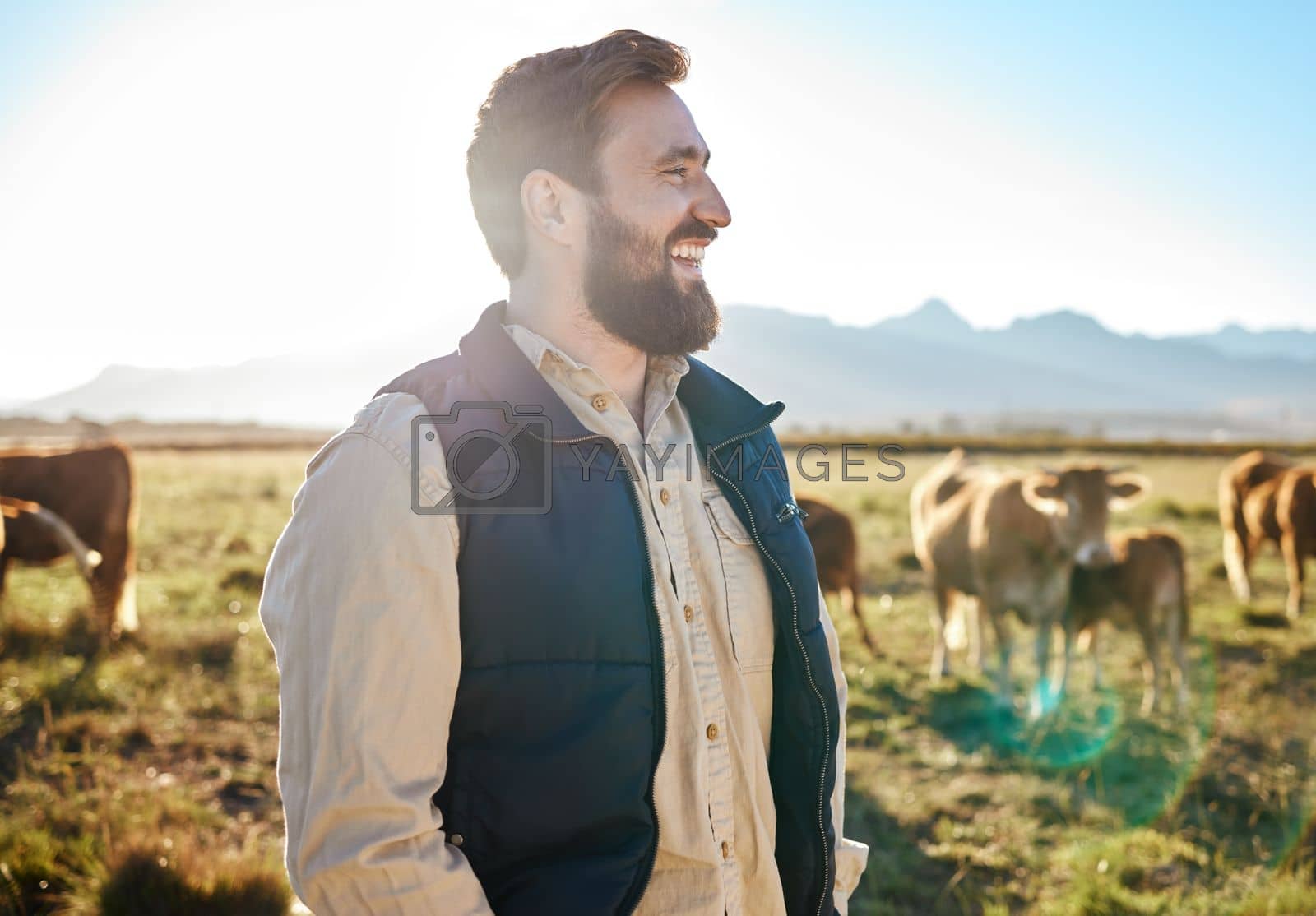 Royalty free image of Sustainability, farming and man with cows on field, happy farmer in countryside with mountains, dairy and beef production. Nature, meat and milk farm, sustainable business in eco agriculture and food by YuriArcurs