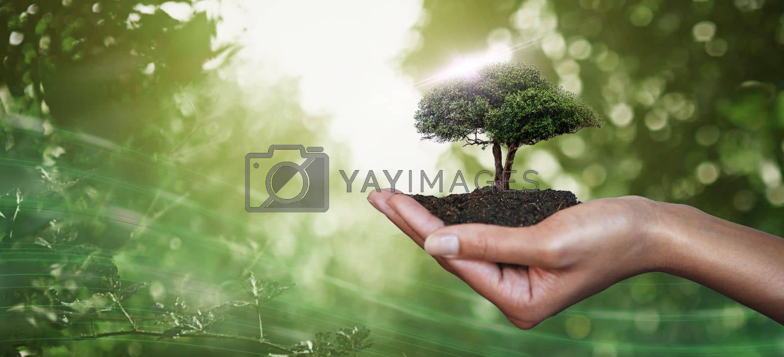 Royalty free image of Hand, palm and tree for nature sustainability, eco friendly or care, nurture or conservation of environment. Earth day, climate change or sustainable future with woman holding plants in soil for agro by YuriArcurs