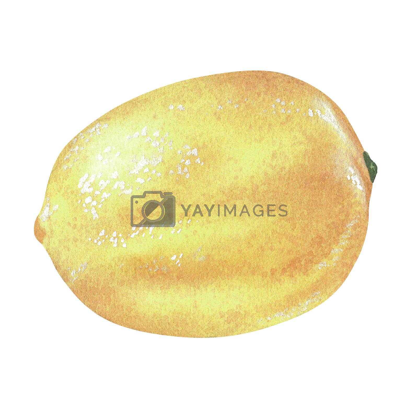 Royalty free image of Yellow lemon. Watercolor illustration. Isolated on a white background. For your design stickers, nature prints, kitchen accessories, product packaging with citrus acid or scent by Trilisti