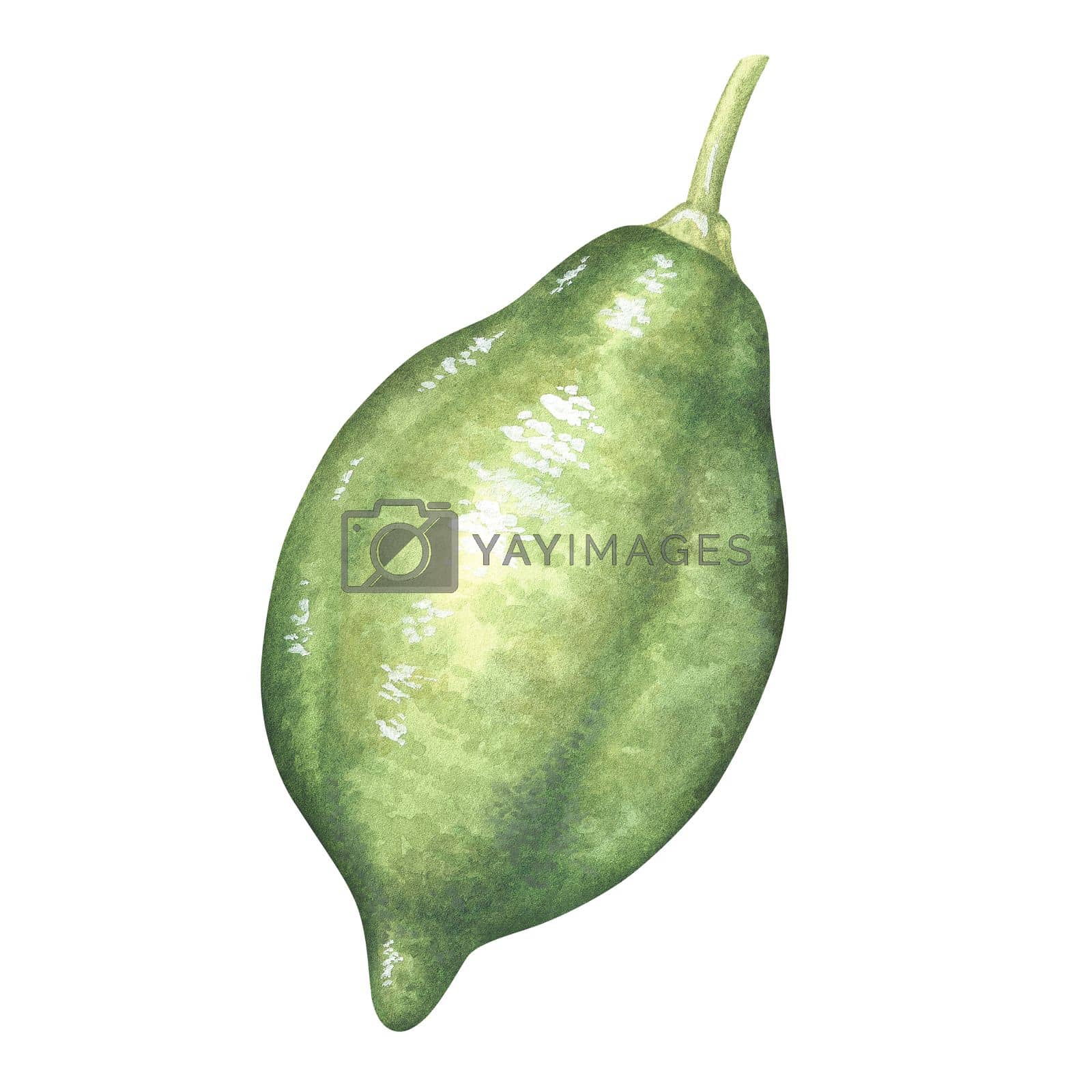 Royalty free image of Green unripe lemon. Lime on the stalk. Watercolor illustration. Isolated on a white background. For your design stickers, nature prints, product packaging with citrus acid or scent by Trilisti