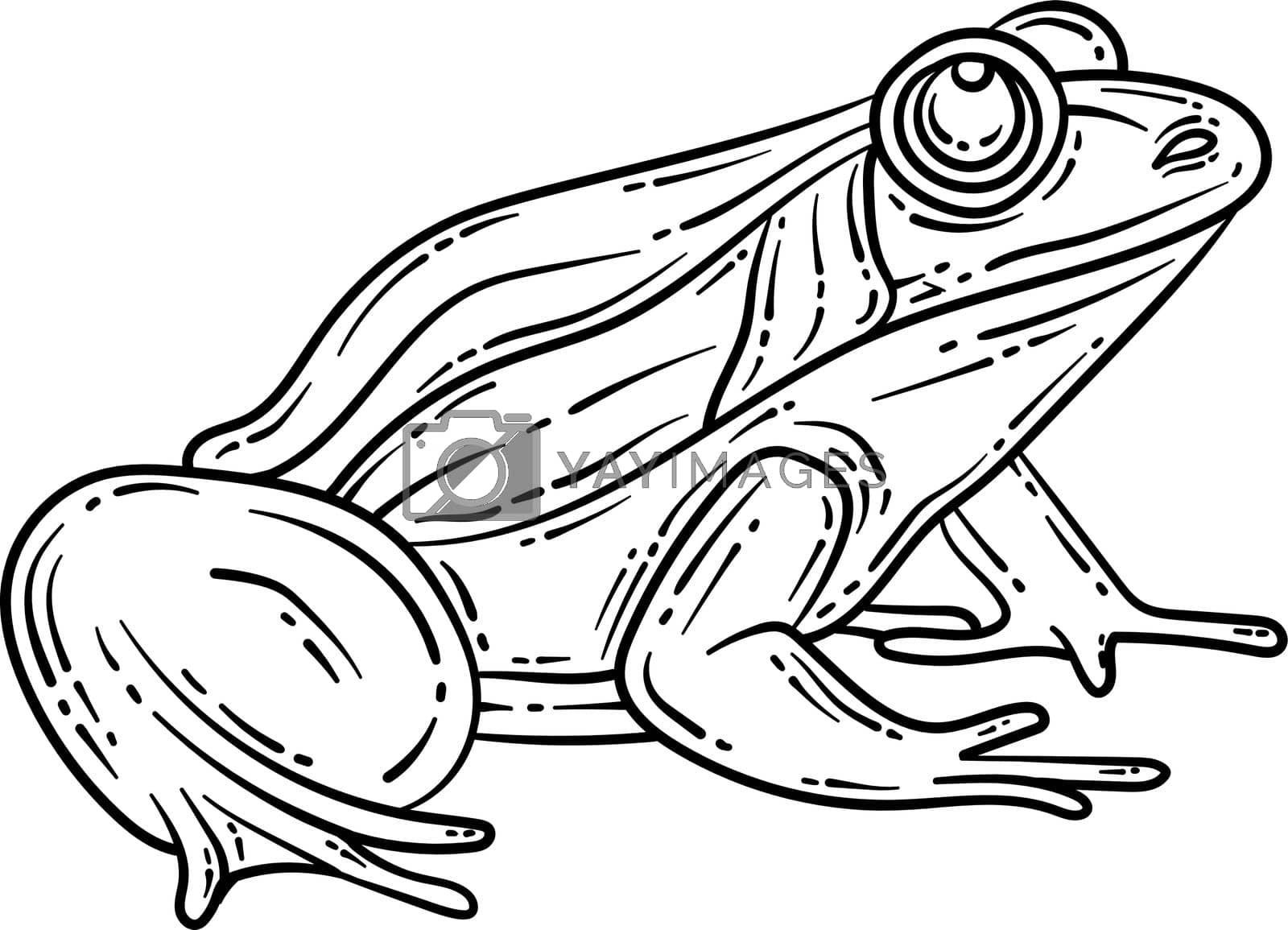 Royalty free image of Frog Spring Coloring Page for Adults by abbydesign