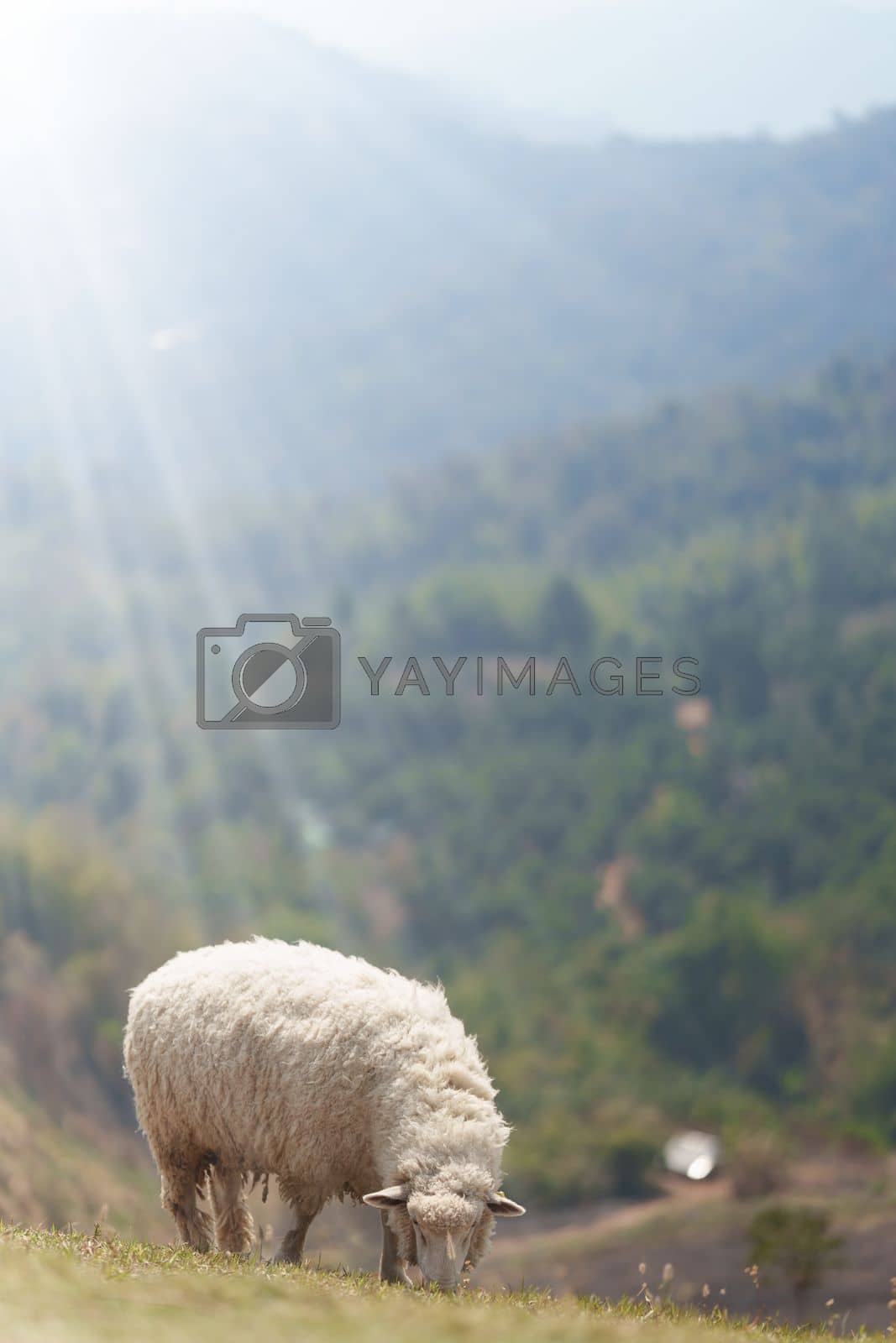 Royalty free image of Sheep in a field with a flock of sheep behind and the sun is shining by itchaznong
