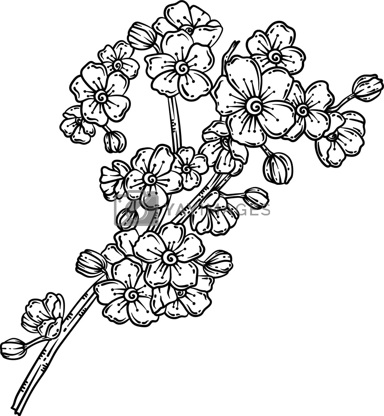 Royalty free image of Cherry Blossoms Spring Coloring Page for Adults by abbydesign
