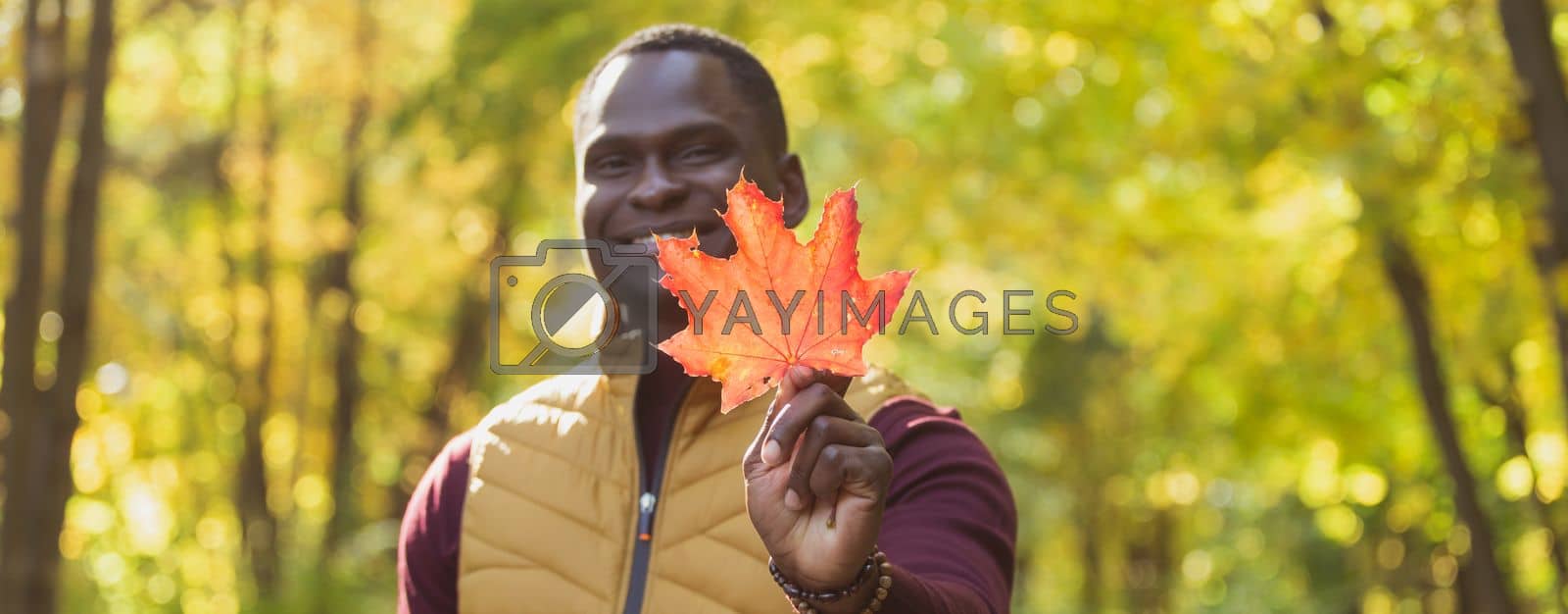 Royalty free image of Banner close up portrait of african american man gives autumn maple leaf copy space. Autumn nature. Seasonal fall fashion. by Satura86