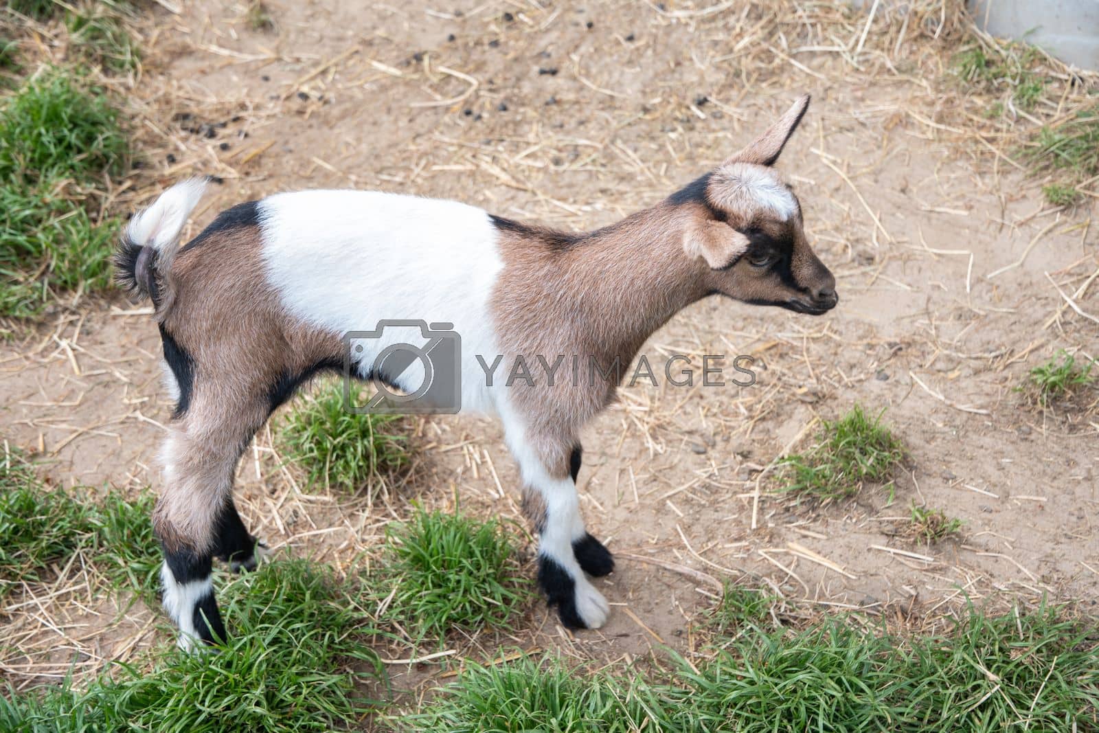 Royalty free image of a small cute goat stands near the pet pen, the concept of breeding goats by KaterinaDalemans