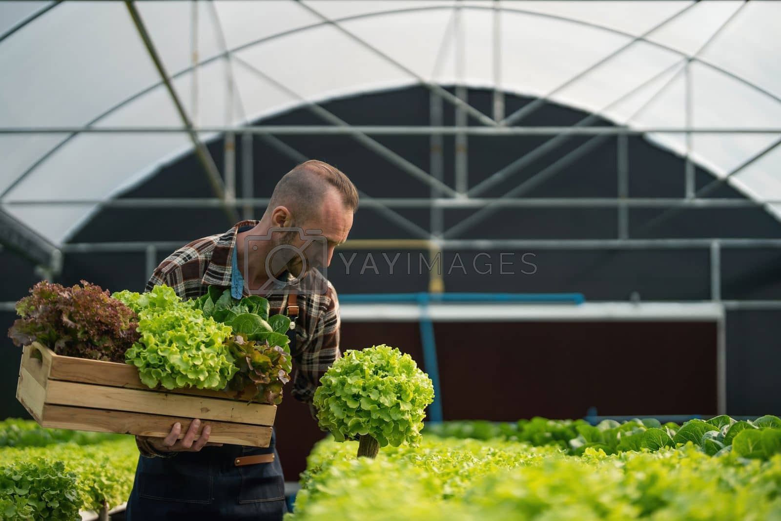 Royalty free image of Owner of the hydroponics vegetable garden is checking the quality of the vegetables and checking or recording the growth of the vegetables in the garden, Vegetables in the greenhouse. by wichayada