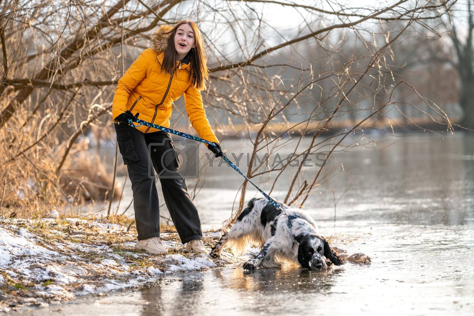 Royalty free image of a girl with her dog by a frozen lake. english setter by Edophoto