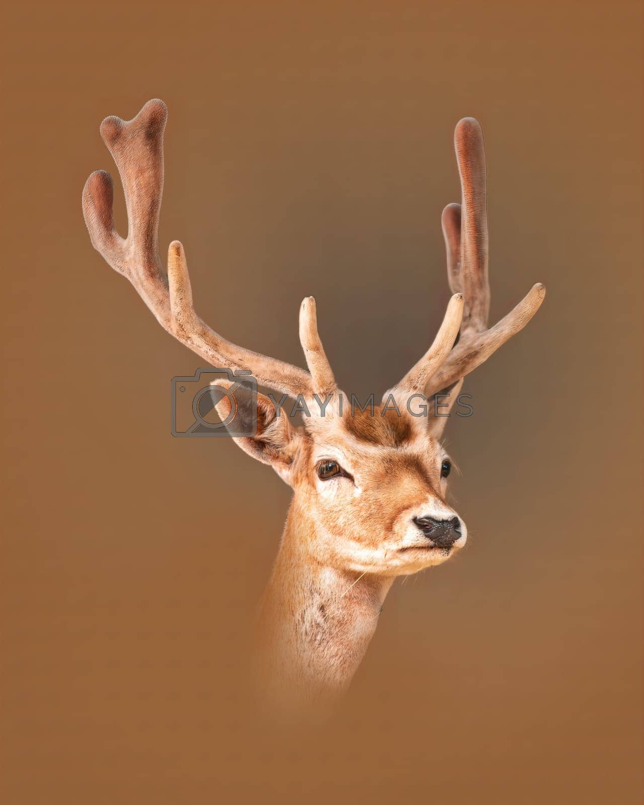 Royalty free image of one portrait of a pretty fallow deer buck by mario_plechaty_photography