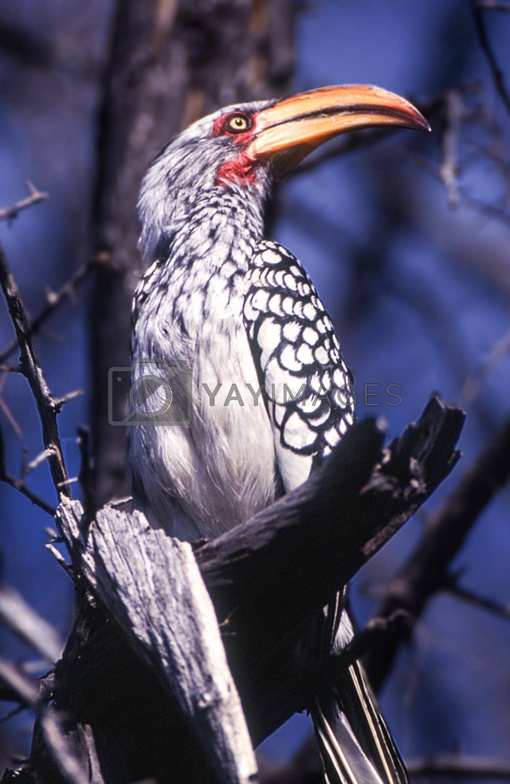 Royalty free image of Southern Yellowbilled Hornbill by Giamplume