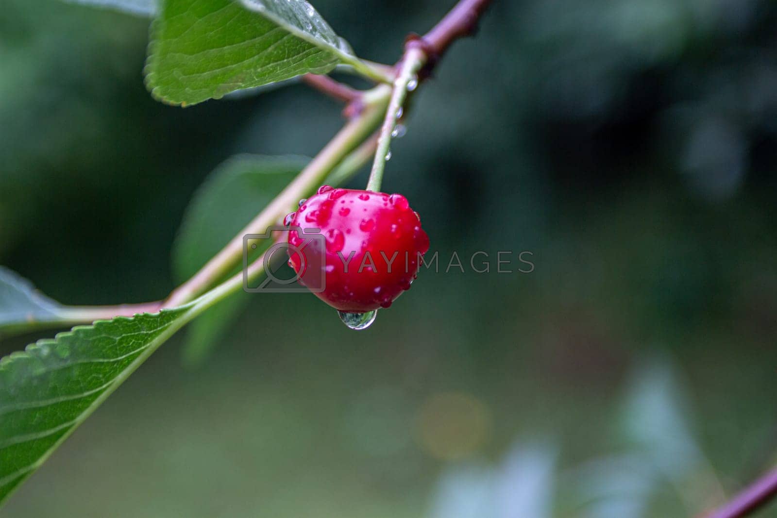Royalty free image of red cherry berry branch with water droplets. by electrovenik
