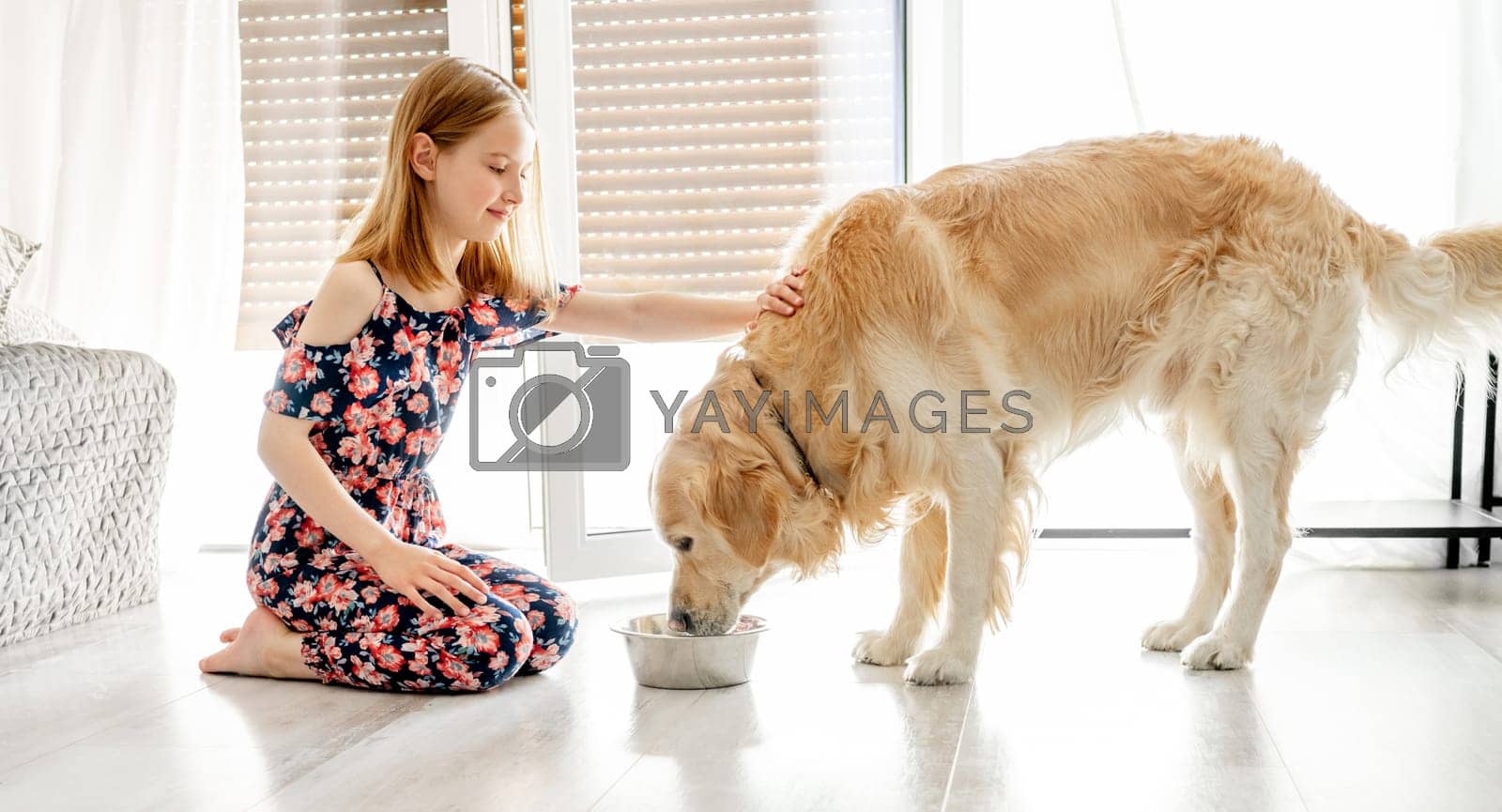 Royalty free image of Golden retriever dog eating food with girl by GekaSkr