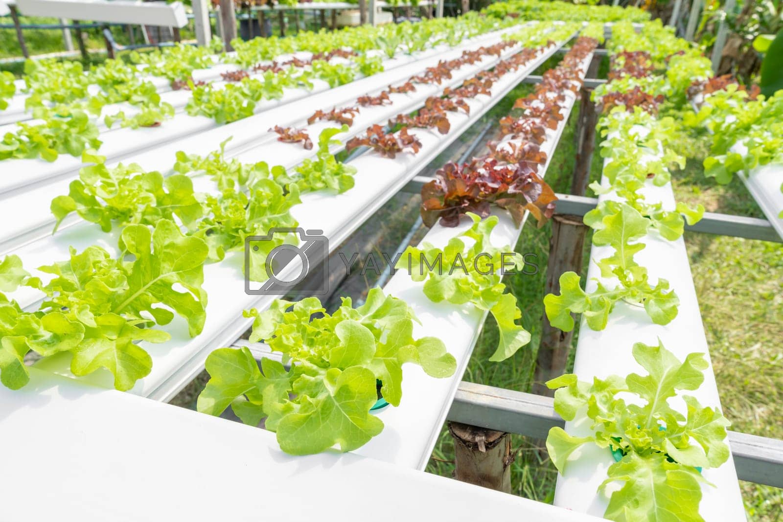 Royalty free image of The Hydroponics vegetables Green oak lettuce growing in plastic pipes at Smart farms with hydroponics systems by Gamjai