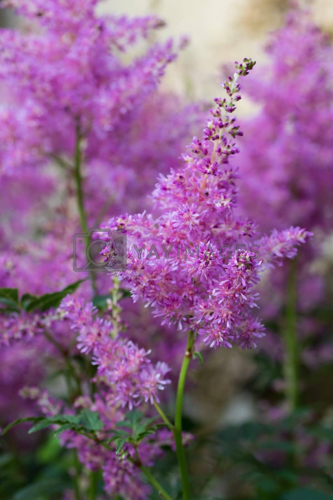 Royalty free image of Blooming pink astilbes in a flower bed in the garden, close-up by galsand