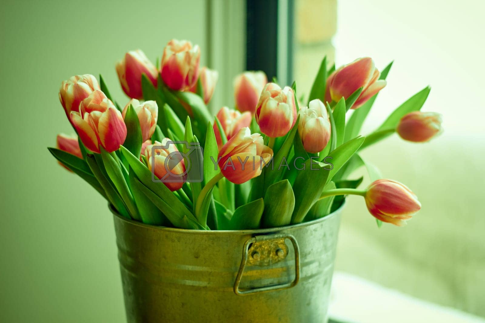 Royalty free image of bouquet tulip flowers in a metal bucket is by electrovenik